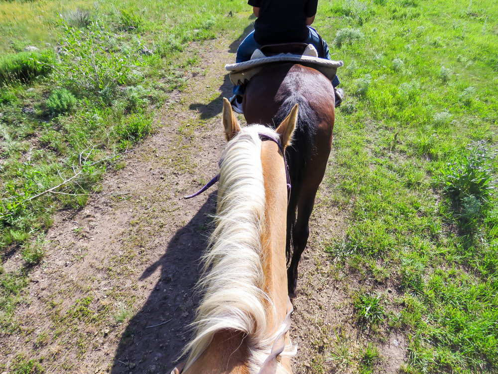  A great view of the back of Trigger's head! 