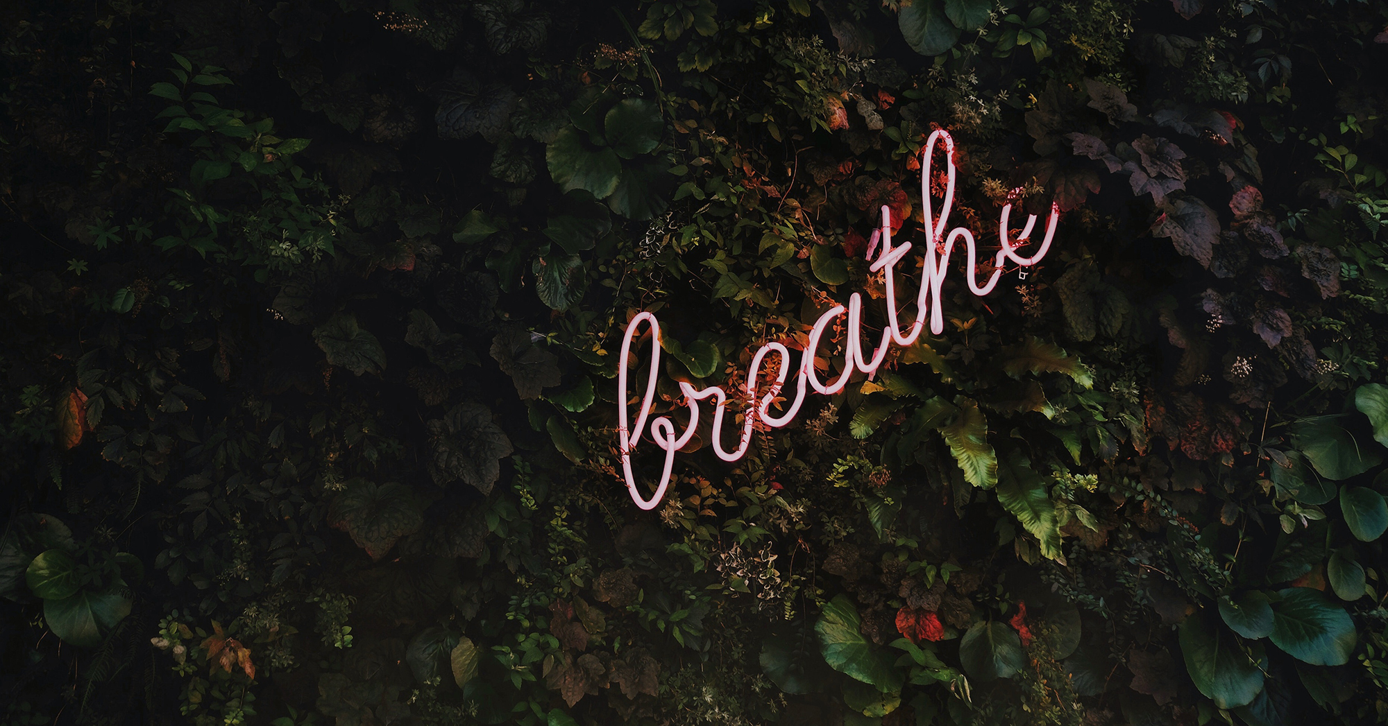 tim-goedhart-334149-unsplash